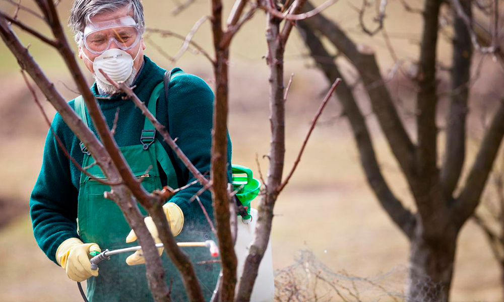 Позбавлення дерев та дерев'яних виробів від шкідників: найбільш ефективні способи