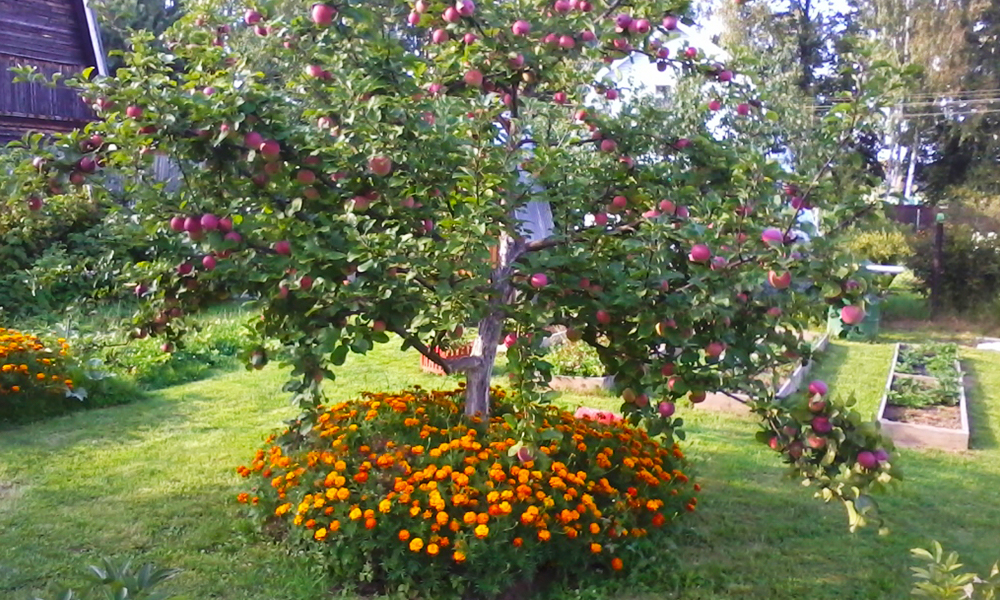 Что можно посадить рядом с яблоней?